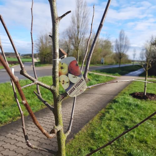 Obstbaum in Wolframs-Eschenbach