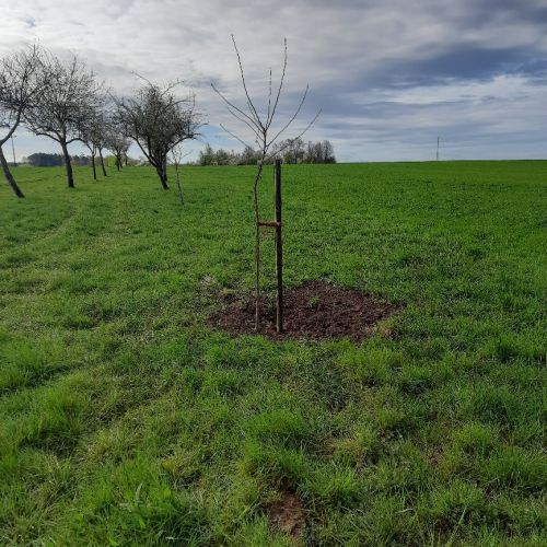 Baum in Wolframs-Eschenbach